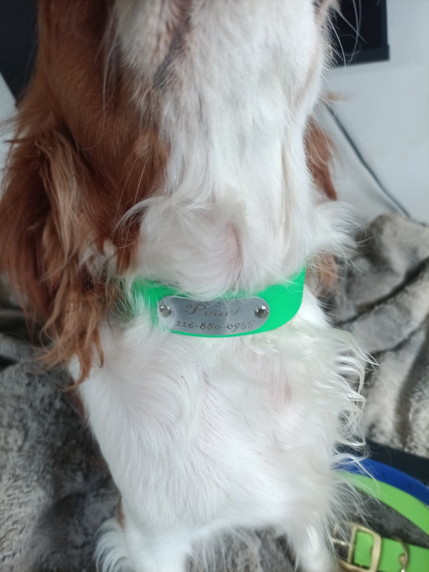 Custom Engraved Biothane Dog Collars Kings Crown Laser Engraving