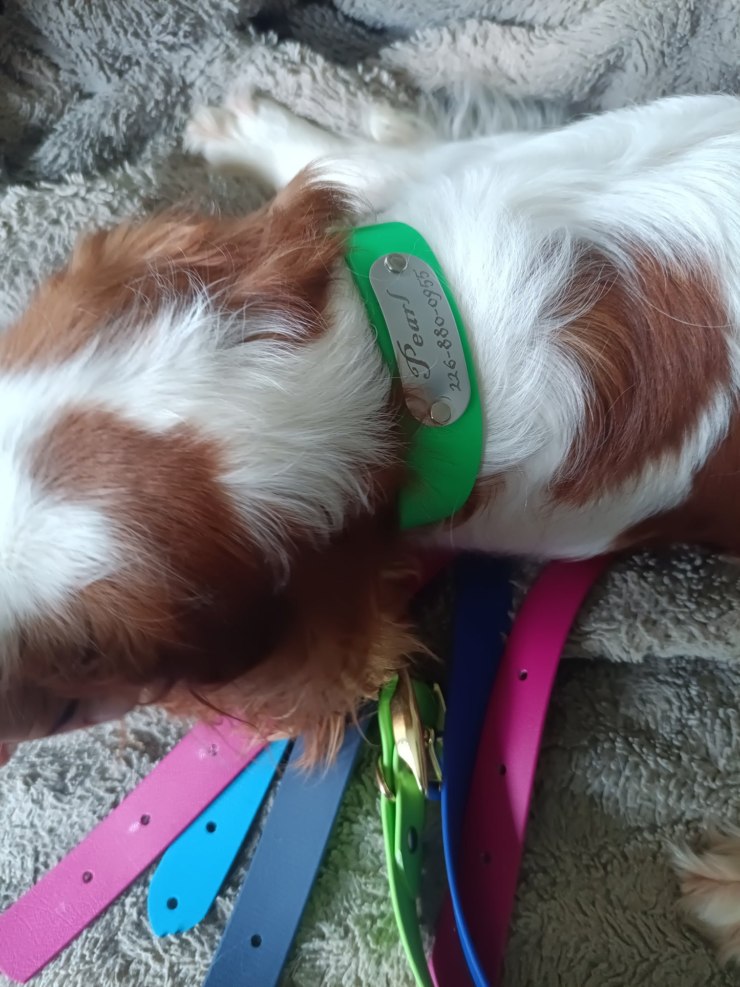 Custom Engraved Biothane Dog Collars Kings Crown Laser Engraving